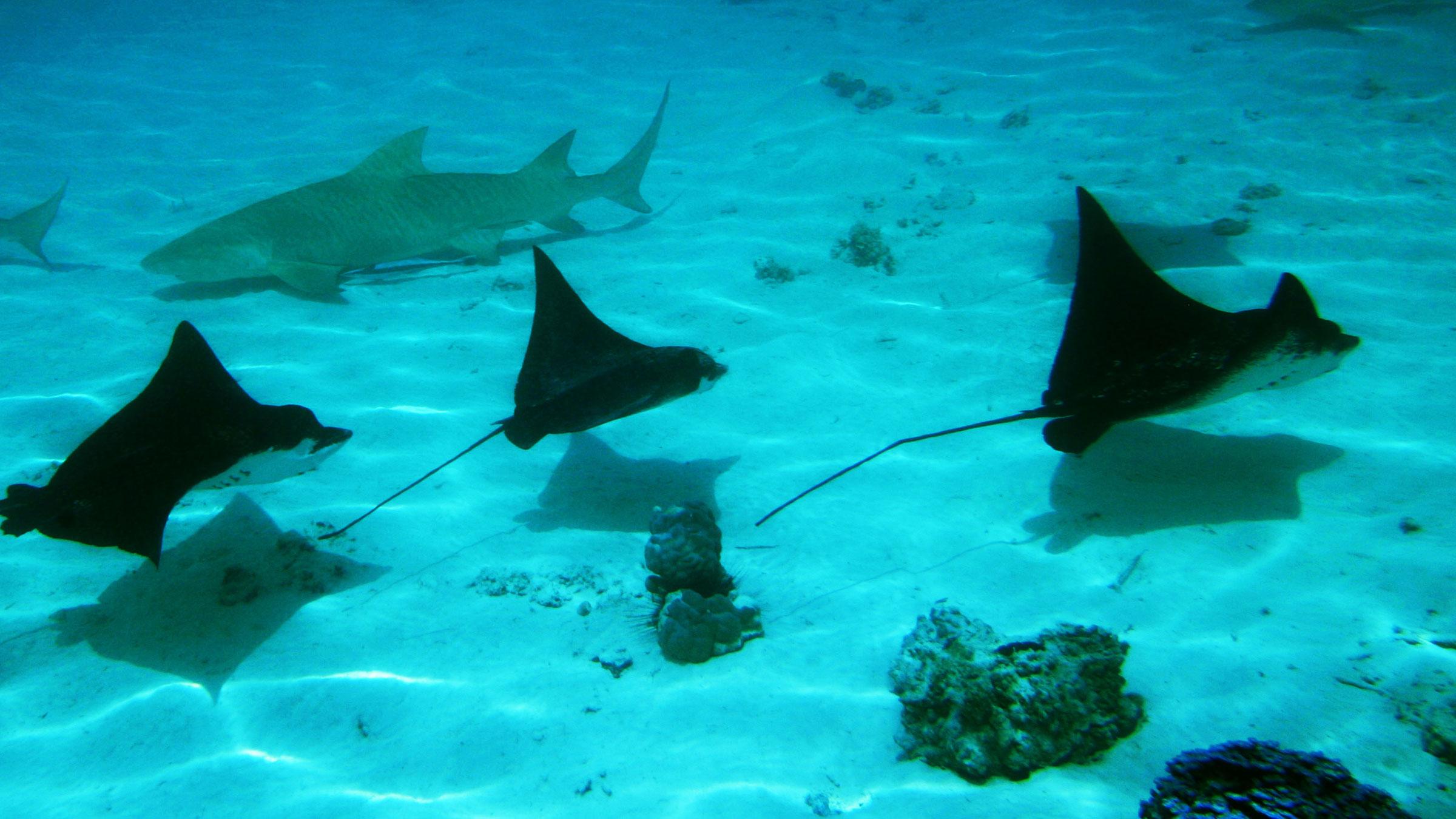 Underwater Snorkeling with Rays in Tahiti